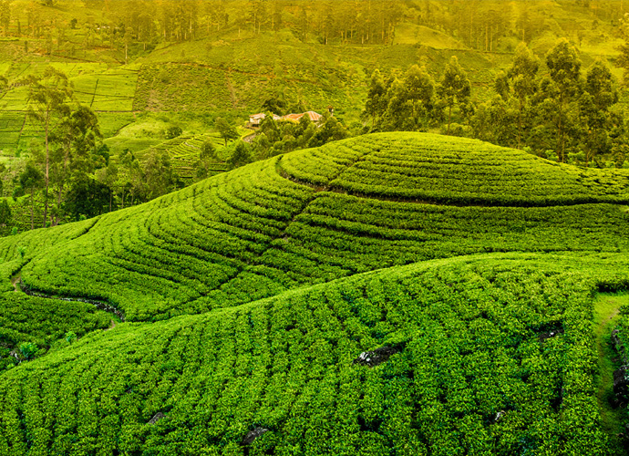 Kerala with Temple Triangle Tour Package