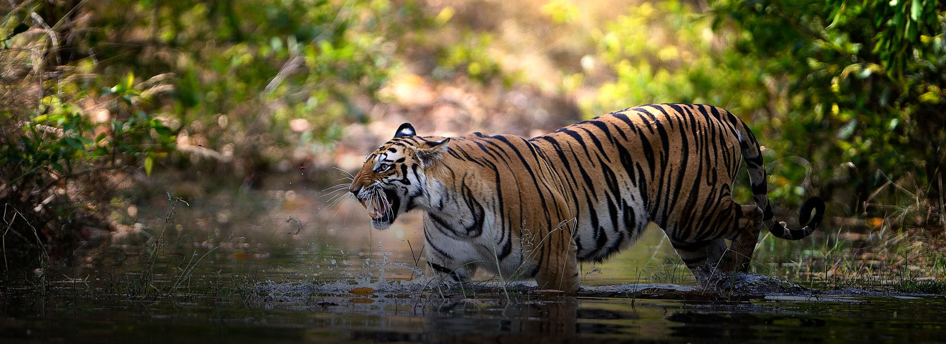 Ranthambhore To Jaipur