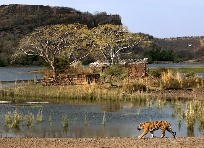 Golden Triangle and Ranthmbhore Tour