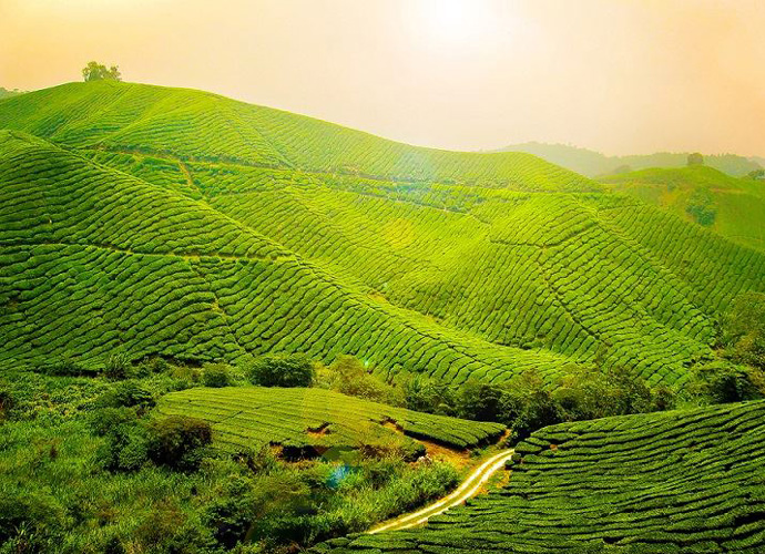 Kerala Nature Tour Package